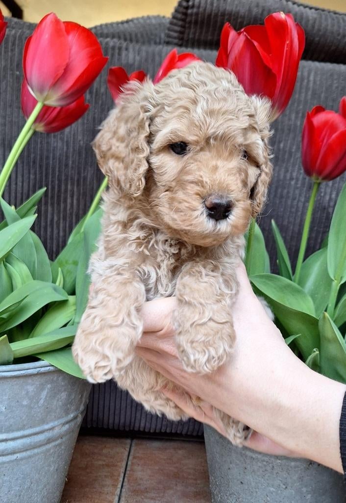 Labradoodle pups 🐾 nog 3 beschikbaar – 1 teefje & 2 reutjes, Dieren en Toebehoren, Honden | Chihuahua's en Gezelschapshonden