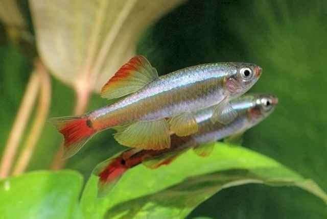chinese danio, Vis, Zoetwatervis, Schoolvis