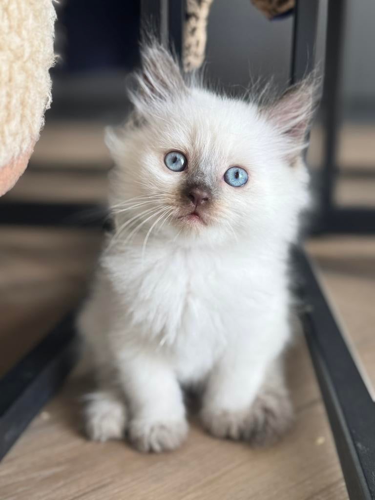 Nog 1 kitten beschikbaar! Ragdoll - Siamees kittens, Dieren en Toebehoren, Katten en Kittens | Overige Katten, Meerdere dieren