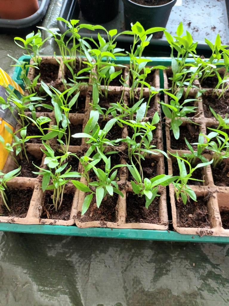 Gele courgette plantjes, Tuin en Terras, Ophalen, Eenjarig, Groenteplanten, Volle zon
