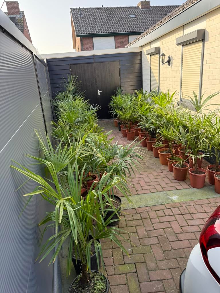 Palmboom palmbomen Trachycarpus fortunei chinese waaierpalm, Tuin en Terras, Planten | Bomen, Minder dan 100 cm, Zomer, Palmboom