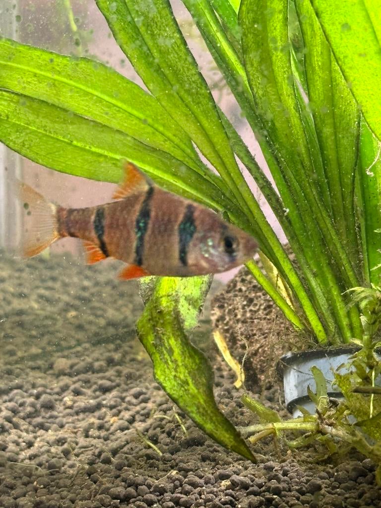 Gratis Sumatraan, Dieren en Toebehoren, Vissen | Aquariumvissen, Vis