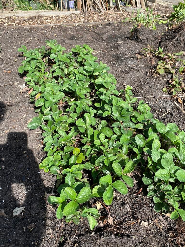 Aardbei Ostara lekkere aardbei, Tuin en Terras, Planten | Tuinplanten, Ophalen, Vaste plant, Fruitplanten, Volle zon