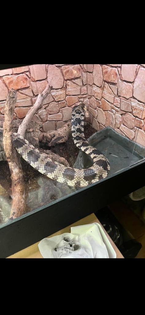 False water cobra koppel, Dieren en Toebehoren, Slang, 3 tot 6 jaar