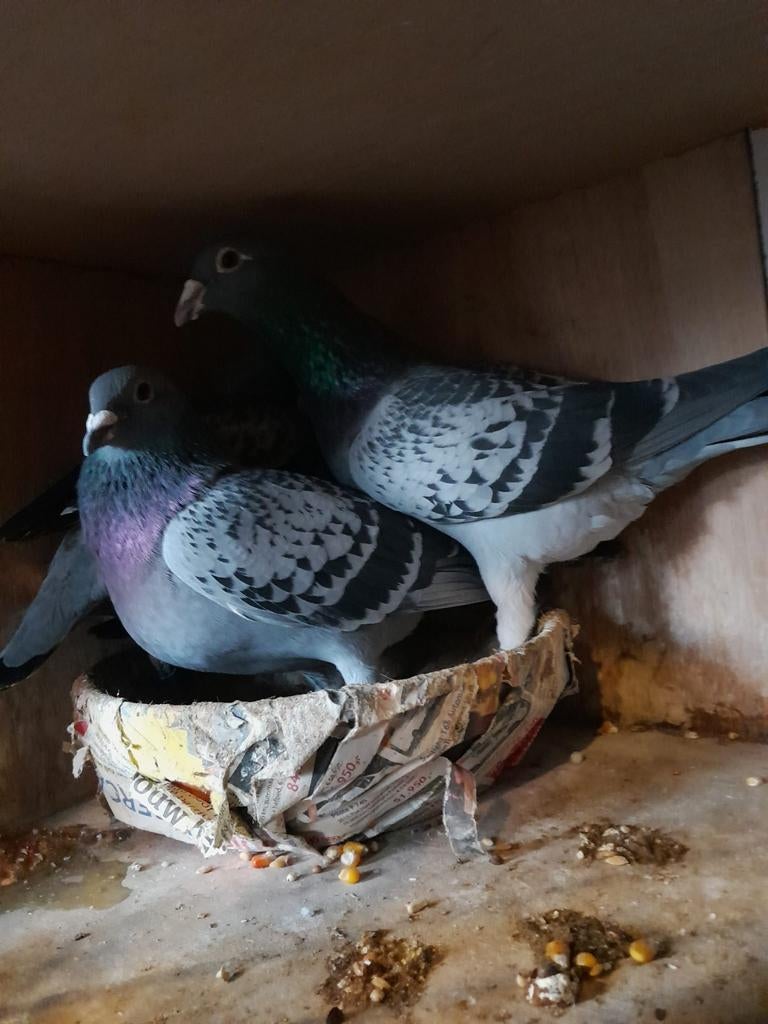 2 Koppel postduiven, Meerdere dieren, Postduif