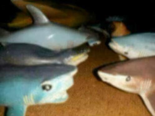 Vissen voor decoratie, Ophalen of Verzenden, Plant(en), Steen of Hout