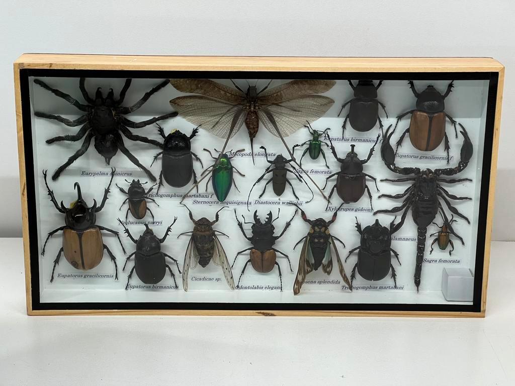 Echte opgezette insecten in lijst 36 x 20 x 3.5 cm