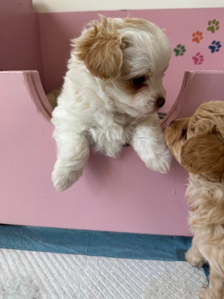 PomaPoo kleine pups uniek nestje, Dieren en Toebehoren, Honden | Niet-rashonden, Klein, Meerdere dieren, Particulier, Meerdere