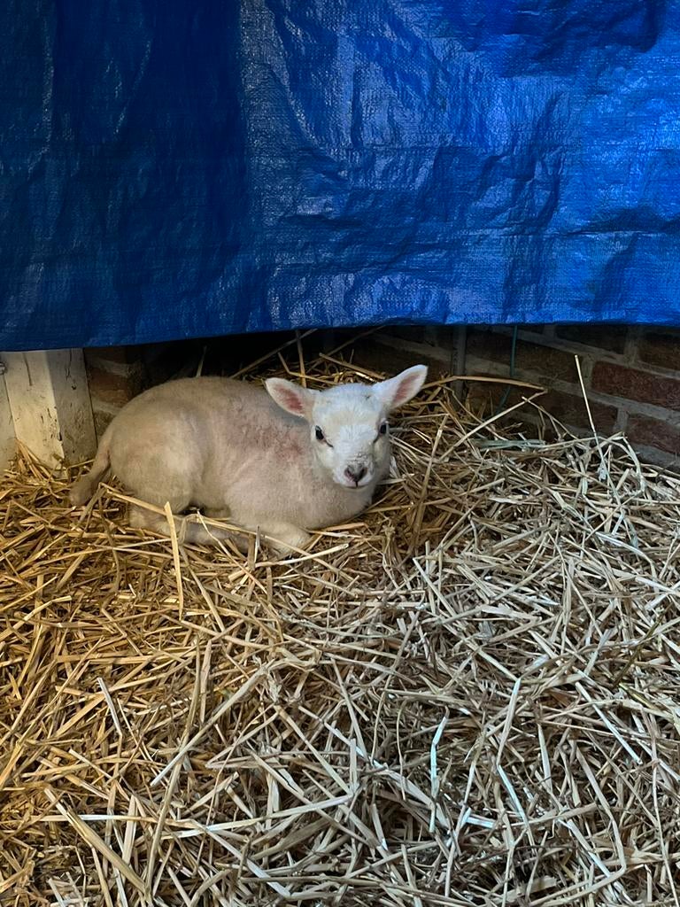 Te koop: Texelaar lam, Dieren en Toebehoren, Schapen, Geiten en Varkens, Mannelijk, Schaap, 0 tot 2 jaar