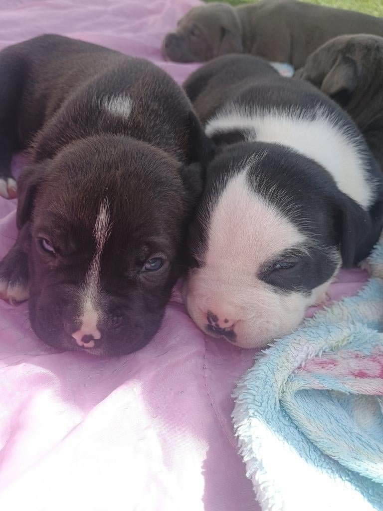 ️ Pups te koop. Vader american bully, moeder pitbull/america, Parvo, 8 tot 15 weken, Meerdere, Meerdere dieren