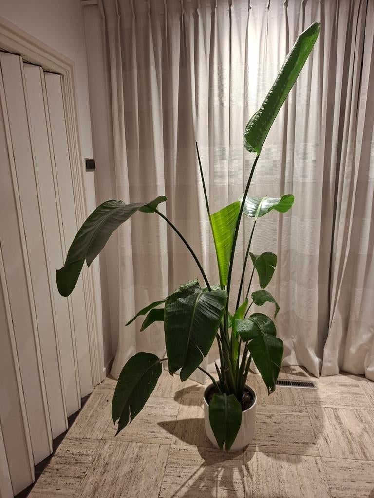 Grote Strelitzia Nicolai - Paradijsvogelplant in pot, Overige soorten, Ophalen of Verzenden, In pot, 150 tot 200 cm
