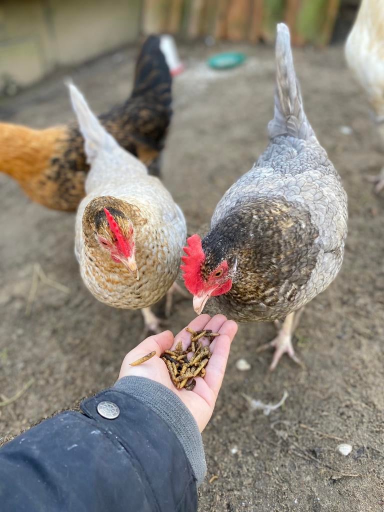 Toompje kippen henen te koop lief, Meerdere dieren, Kip