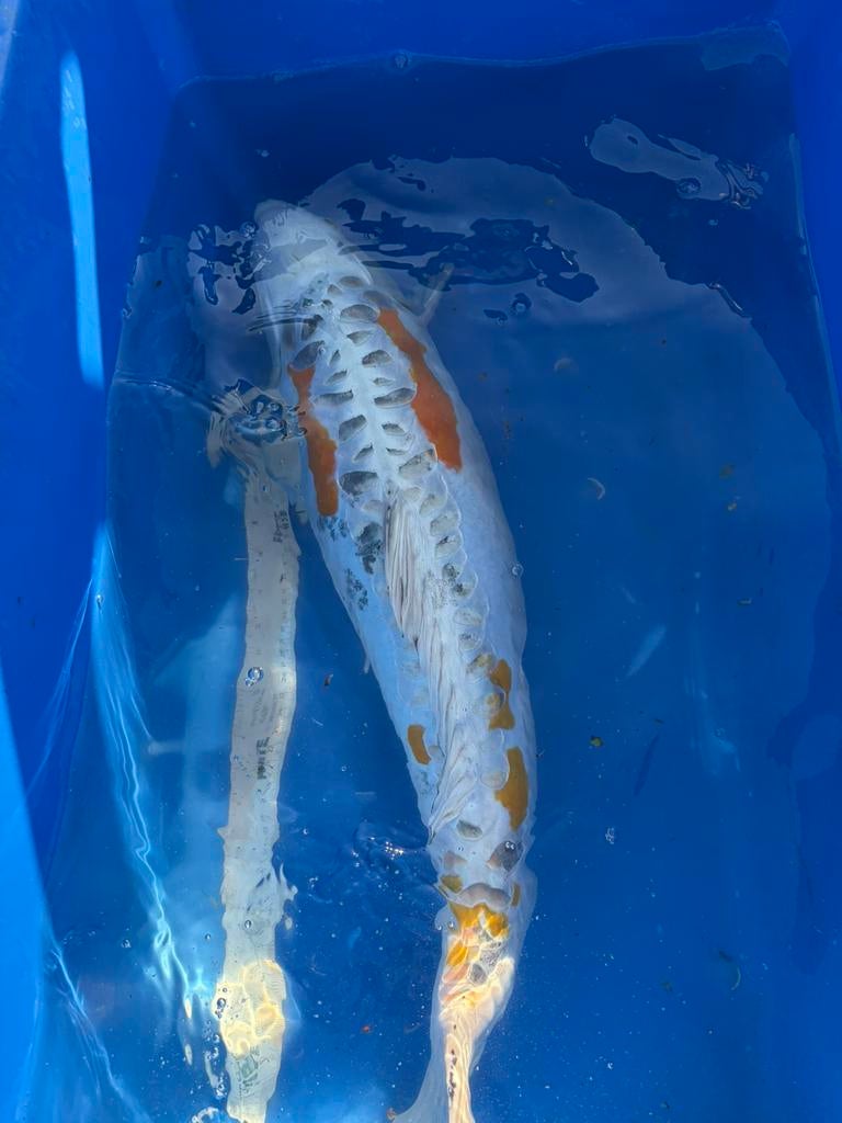 Mooie Doitsu Koi, Karper of Koi