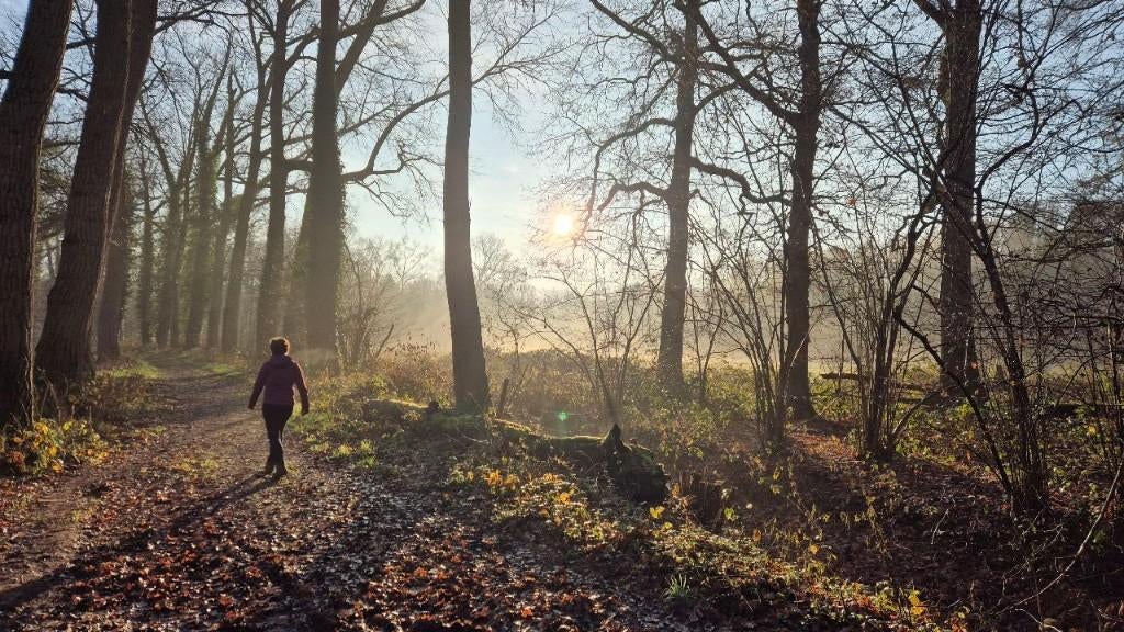 Perceel bosgrond gezocht, omgeving Den Bosch, Huizen en Kamers, 's-hertogenbosch, 1500 m² of meer