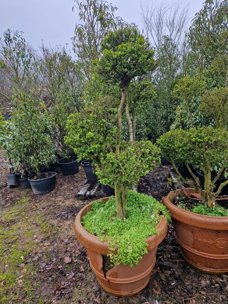 Buxus Bonsai B Keus - Prachtige vorm voor uw tuin, Vaste plant, Bloeit niet, Halfschaduw, Ophalen