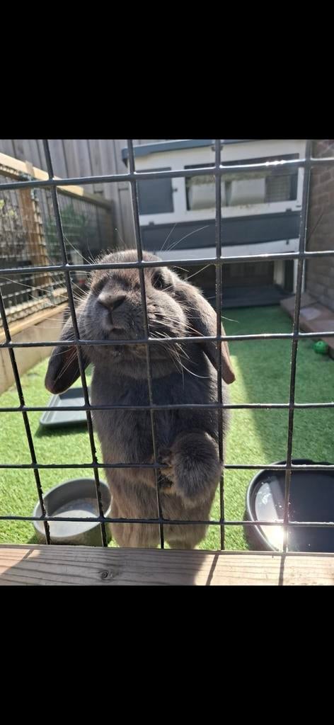 Gouden huisje, Dieren en Toebehoren, Meerdere dieren