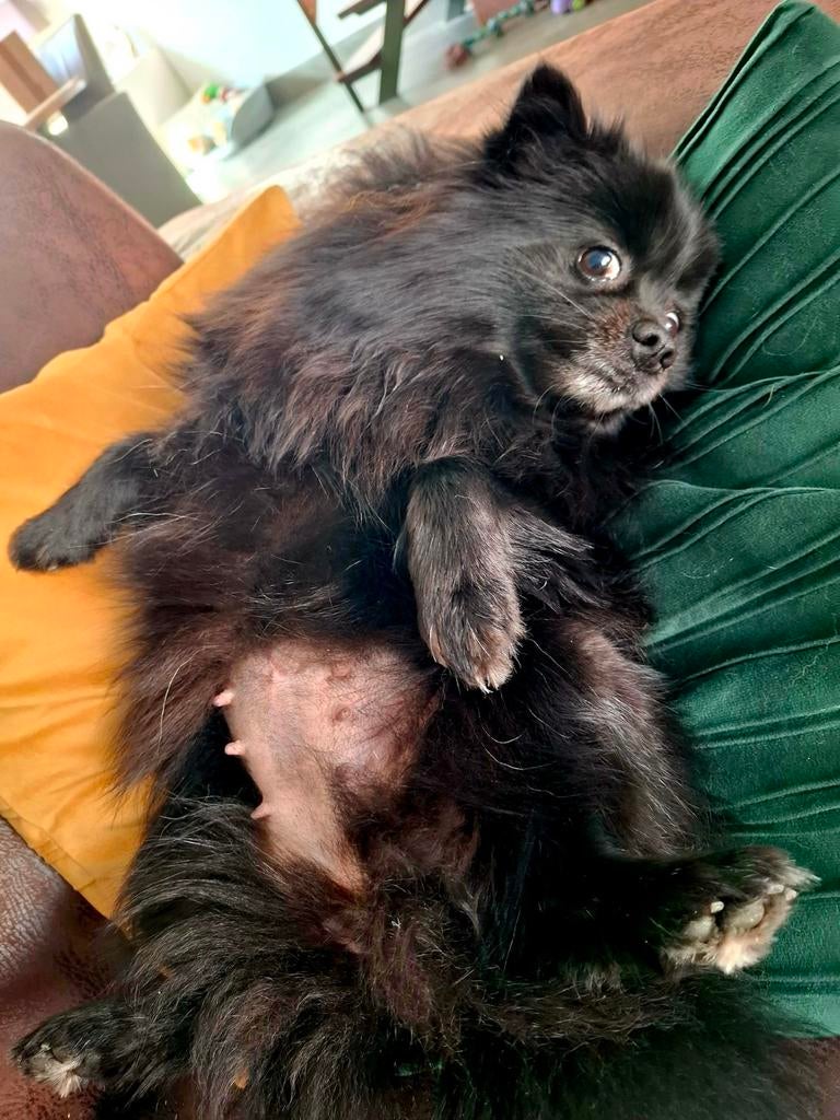 Rond 20 april verwacht pomeriaan/dwergkees pups, Parvo, Keeshond, 8 tot 15 weken, Meerdere