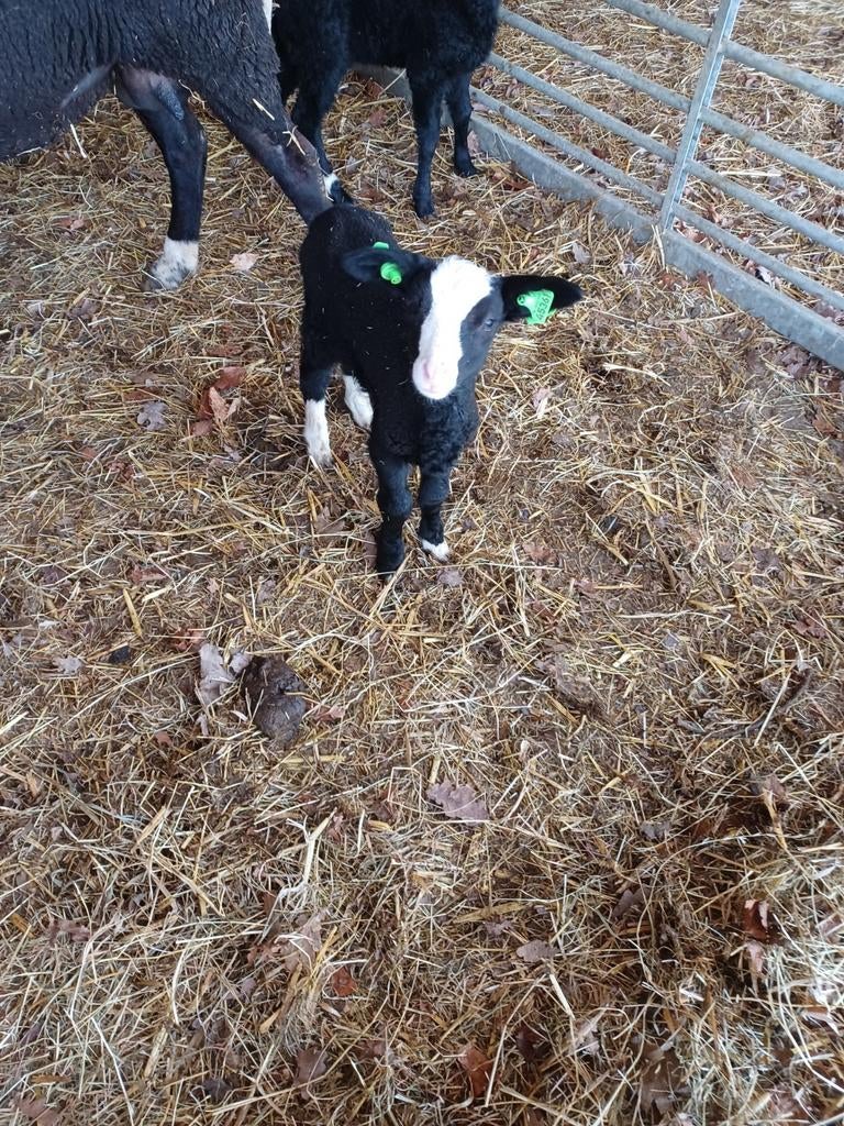 Zwartbles leblammetje, Dieren en Toebehoren, Mannelijk, Schaap