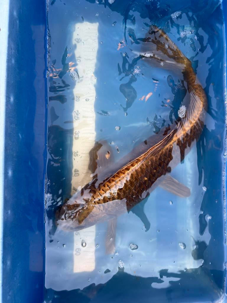 Koi te koop, Karper of Koi