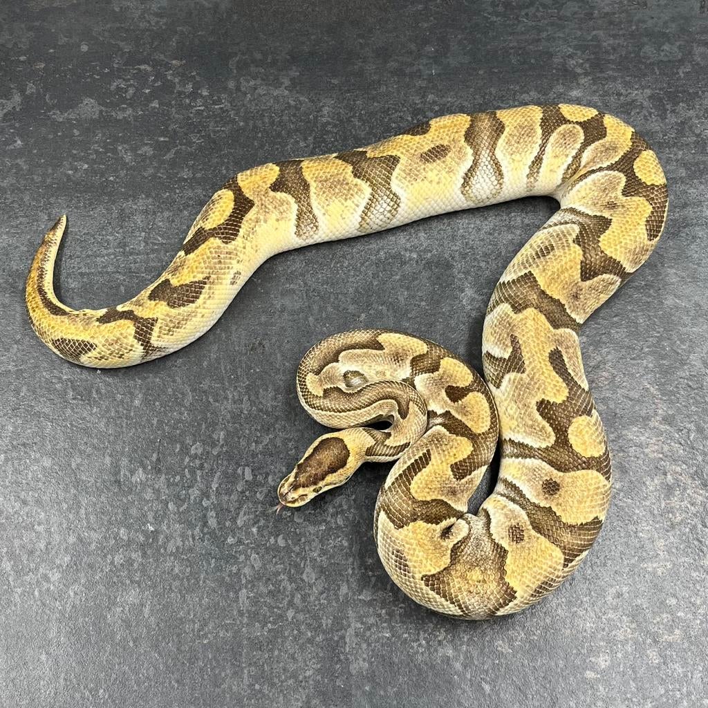 0.1 Enchi OD 100% th Amur DG Clown, Ball Python Ball Python - female for sale from Tom