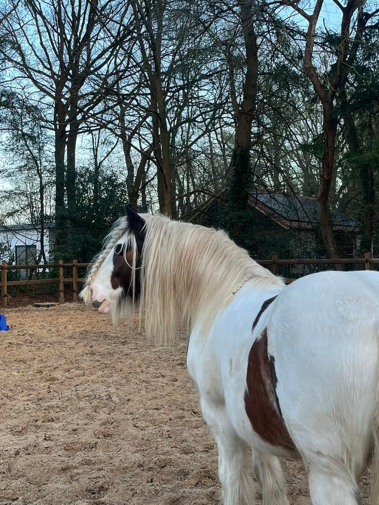 Mentuig COB en kar GEZOCHT, Ophalen of Verzenden, Zo goed als nieuw, Overige soorten
