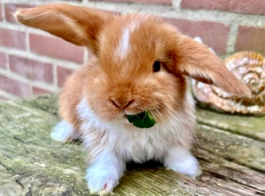 Franse hangoren, Dieren en Toebehoren, Konijnen, Meerdere dieren, Groot, Hangoor, 0 tot 2 jaar