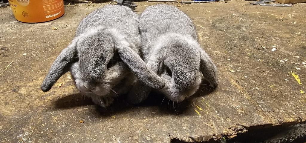 Jonge Nederlandse hangoordwergjes (mannetje en vrouwtje), Dieren en Toebehoren, Konijnen, Meerdere dieren, Dwerg, Hangoor, 0 tot 2 jaar