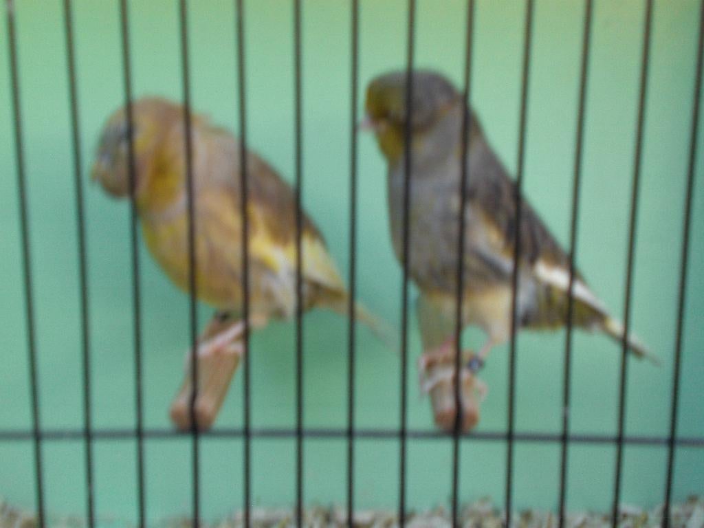 div. glosters, Dieren en Toebehoren, Meerdere dieren, Postuurkanarie