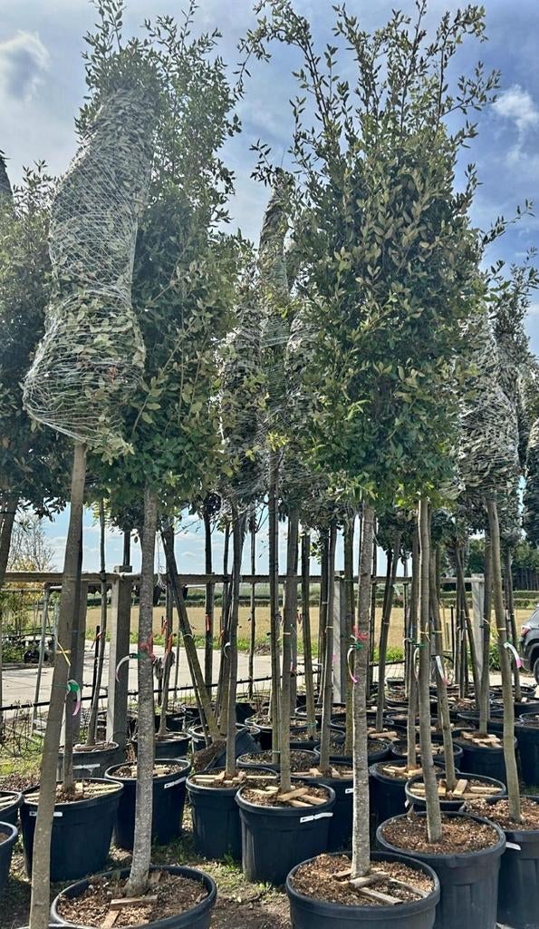 Quercus ilex (Steeneik) hoogstam 🌳, Tuin en Terras, Planten | Bomen, Ophalen