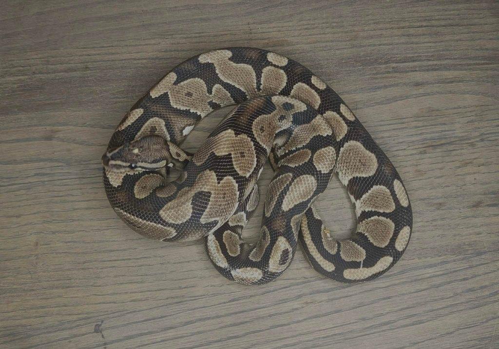 1.1 ball python Gravel het DG, Slang, Tam, 3 tot 6 jaar