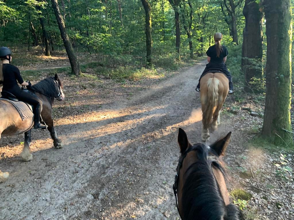 Buitenrit paardrijden Utrechtse Heuvelrug, Diensten en Vakmensen, Dieren | Paarden | Verzorging, Oppas en Les