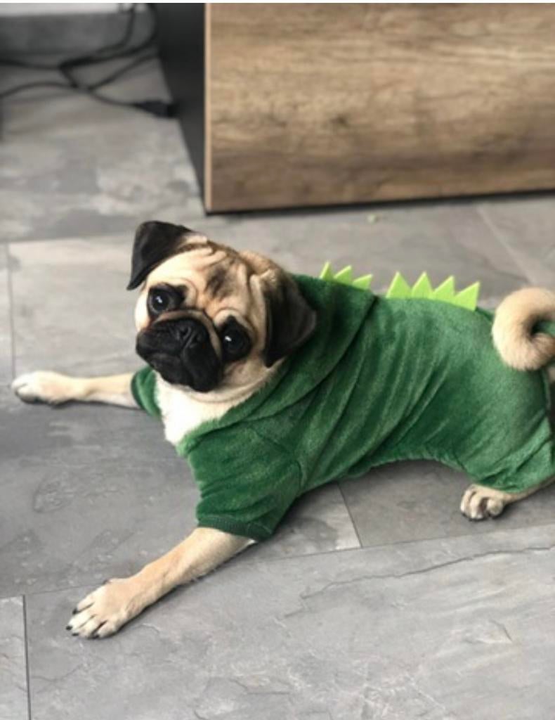 Honden carnavalspak, Ophalen of Verzenden, 122 t/m 128, Jongen of Meisje