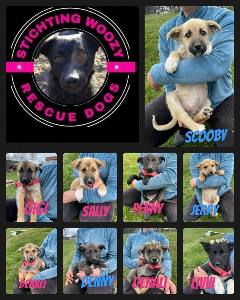 Met spoed opvang gezocht voor pupjes!, Dieren en Toebehoren, Particulier, 15 weken tot 1 jaar, Buitenland, Parvo