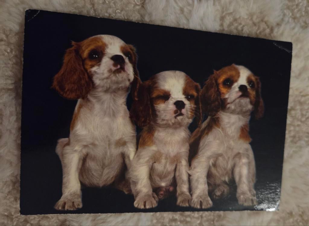 Cavalier King Charles-spaniël puppy's, Verzenden, 1980 tot heden, Gelopen, Hond of Kat