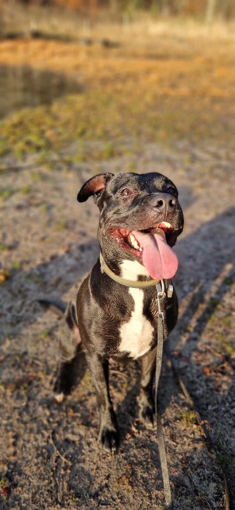 Amerikaanse stafford Benji, Dieren en Toebehoren, Parvo, Eén hond, 3 tot 5 jaar, Nederland