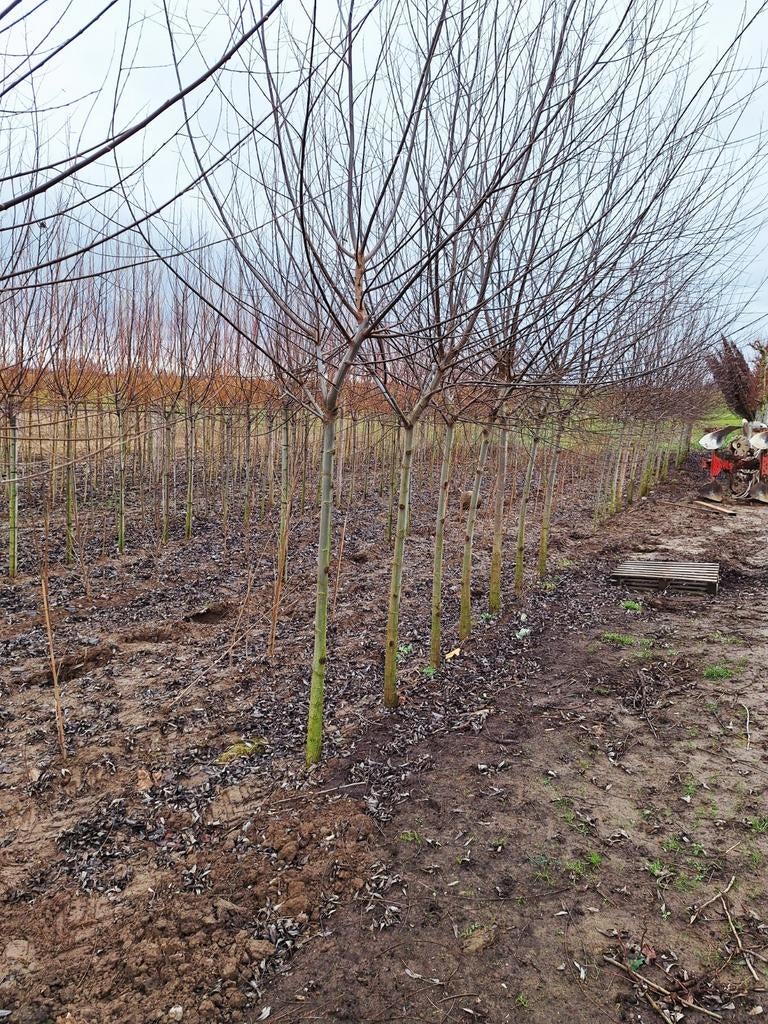 Salix alba (Knotwilg) 🌳, Ophalen, Volle zon, Overige soorten