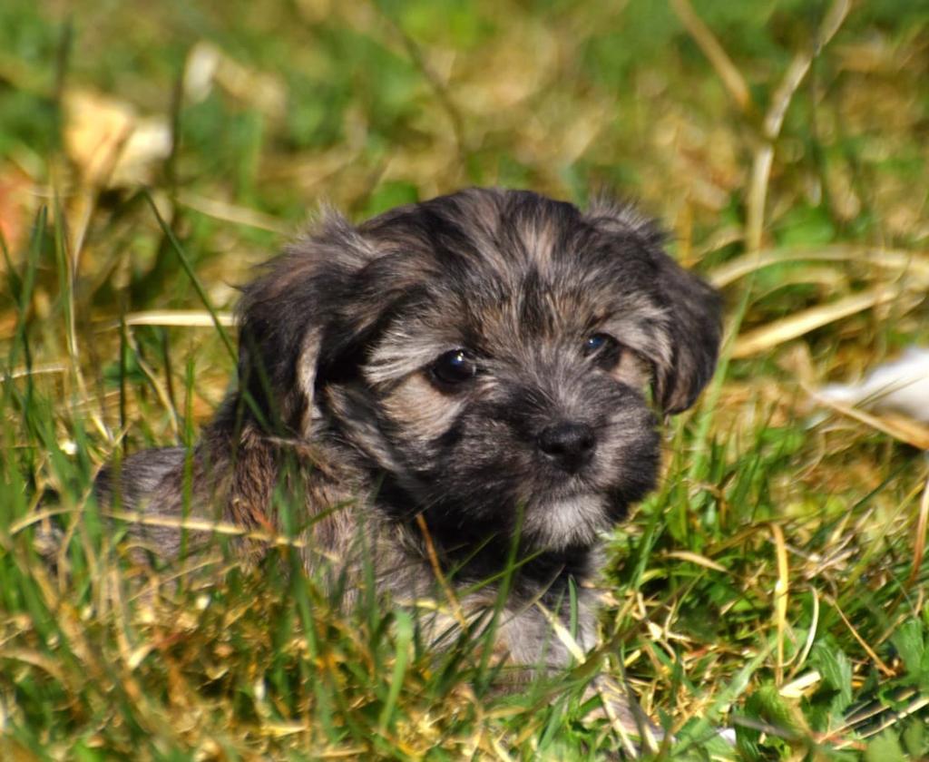 4 Prachtige Boomer pups (klein) 3 meiden, 1 jongetje(witte), Parvo, Nederland, Overige rassen, 8 tot 15 weken