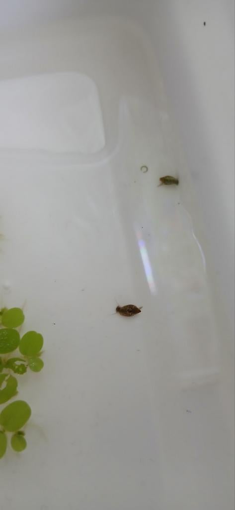 Bladder snails slakken, Slak of Weekdier, Zoetwatervis