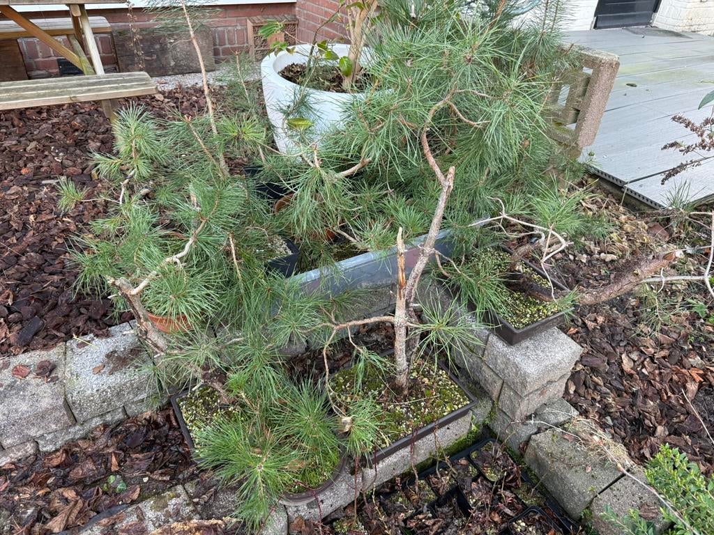 Pinus Bonsai prebonsai dennen Sylvestris Japanse Zwarte Den, Tuin en Terras, Planten | Bomen, Bloeit niet, Overige soorten, Minder dan 100 cm