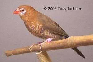 Gevraagt granaatastrilde pop, Vrouwelijk, Tropenvogel, Geringd