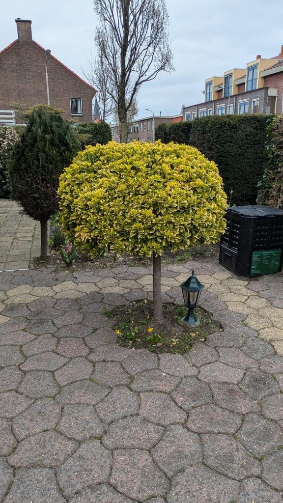 Japanse Kardinaalsmuts (Euonymus japonicus) op stam, Ophalen, Zomer, Halfschaduw, 100 tot 250 cm