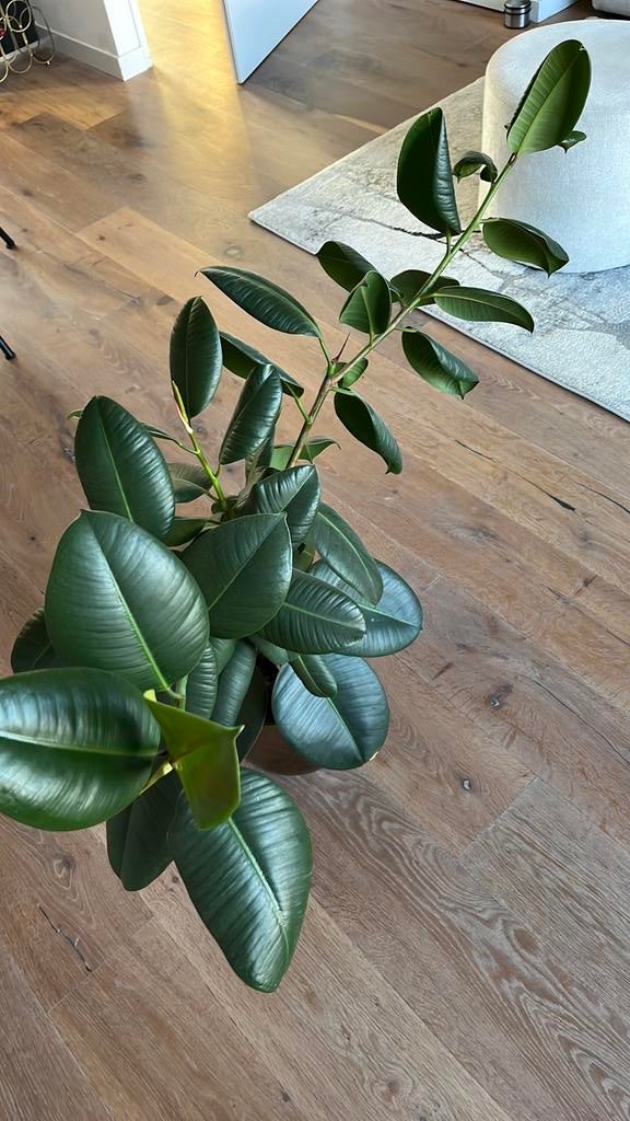 Mooie binnen plant, Tuin en Terras, Ophalen, Overige soorten, Volle zon