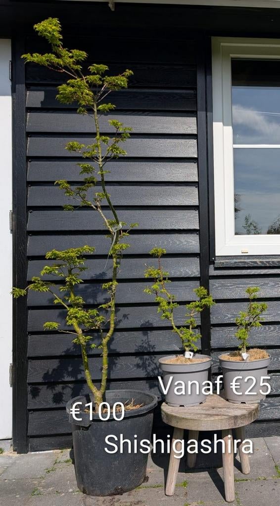 Japanse esdoorn Shishigashira Acer palmatum, Ophalen, Bloeit niet, Halfschaduw, Overige soorten