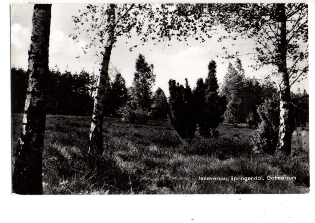 Ootmarsum.  Jeneverbes, Springendal. (1954), Verzenden, 1940 tot 1960, Gelopen, Overijssel