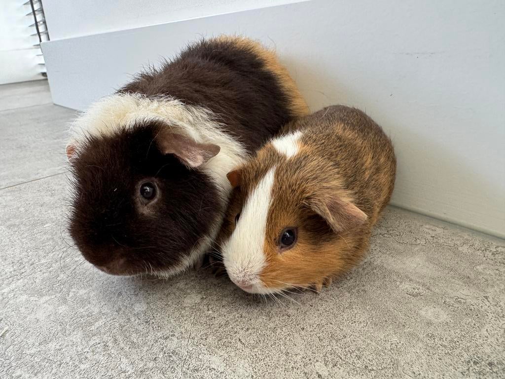 Lief koppeltje Tim en Tom, Maart, Mannelijk, Cavia