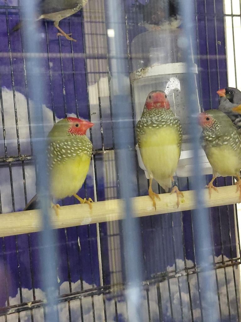 Binzenastrilde l Broedrijpe koppels, Meerdere dieren, Tropenvogel