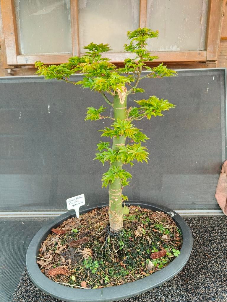 Bonsai Acer palmatum Shishigashira, Ophalen, Bloeit niet, Halfschaduw, Overige soorten