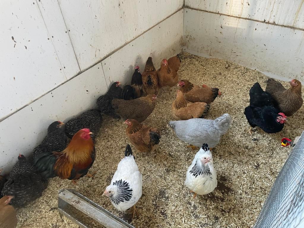 Wyandotte, Cochin, sussex , Pavlov, Hollandse krielen, Meerdere dieren, Kip