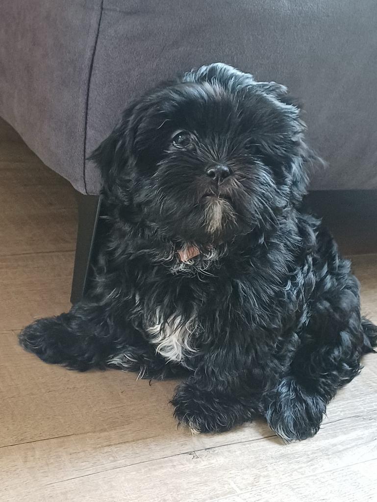 2 lieve boomer pups zoeken een 5 ️ huisje, 8 tot 15 weken, Meerdere, Meerdere dieren, Klein