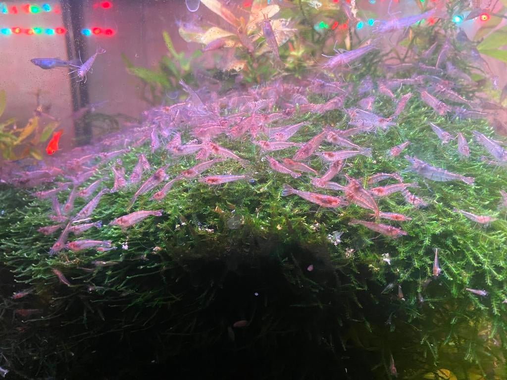 40 garnalen voor €20 - super aanbieding, Kreeft, Krab of Garnaal, Zoetwatervis, Schoolvis